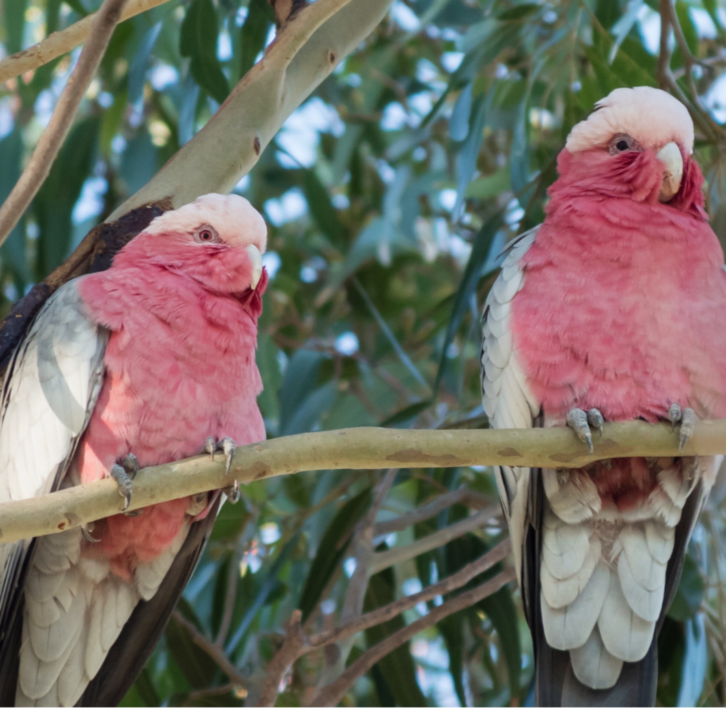 Galah Cockatoo (Rose-Breasted) Pair on Branch 20oz or 30oz Tumbler